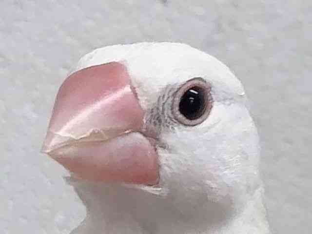 
                    ブンチョウ