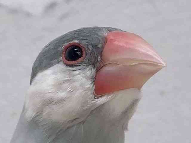 
                    ブンチョウ