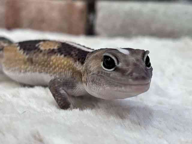 ニシアフリカトカゲモドキ