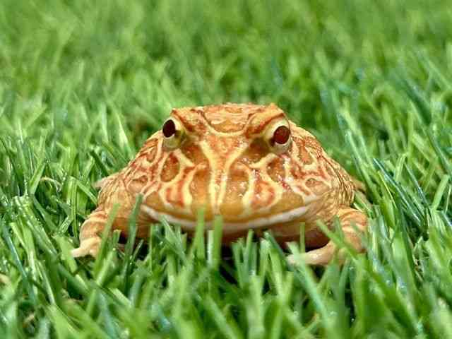 クランウェルツノガエル