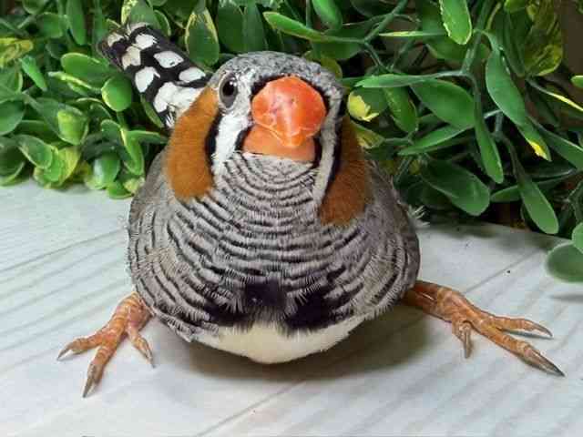 
                    キンカチョウ
