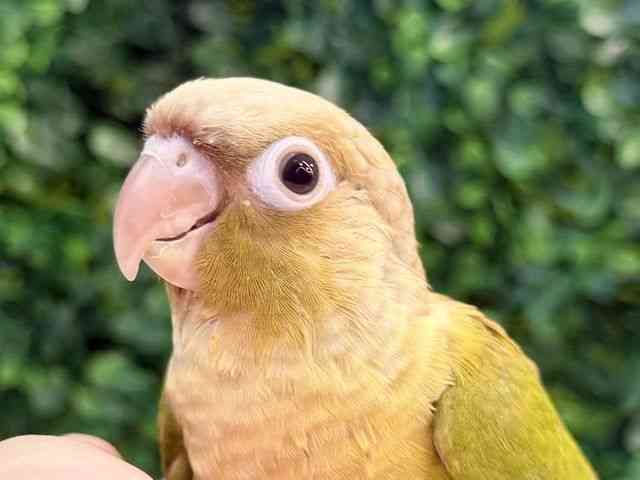 
                    ホオミドリアカオウロコインコ