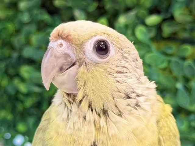 
                    ホオミドリアカオウロコインコ