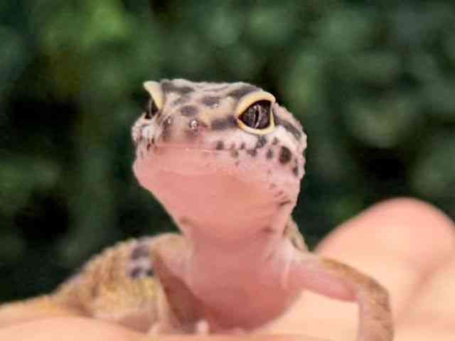 ヒョウモントカゲモドキ