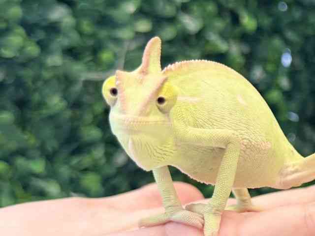 エボシカメレオン