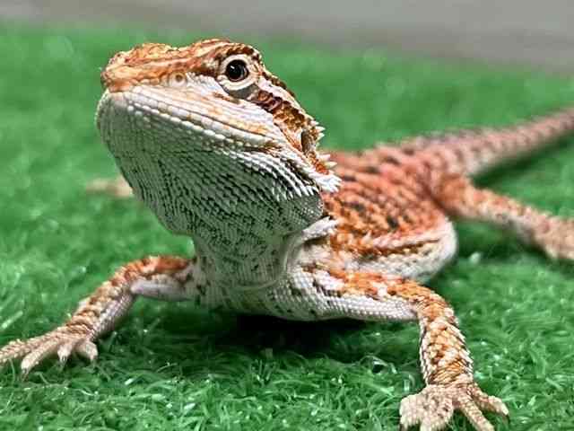 フトアゴヒゲトカゲ