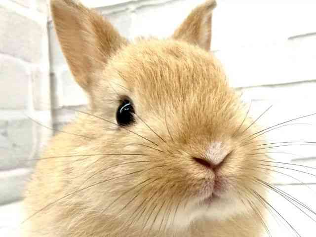 
                    ミニウサギ
