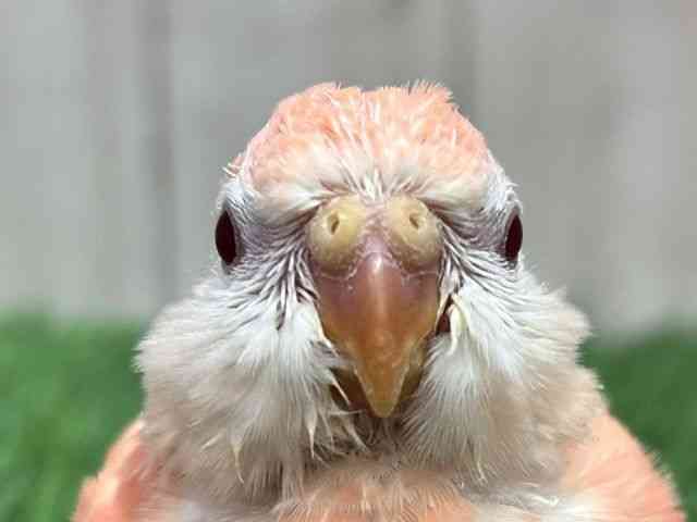 
                    アキクサインコ