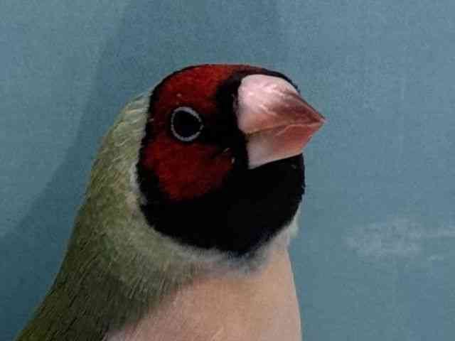 
                    コキンチョウ