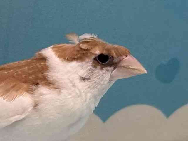 
                    ジュウシマツ
