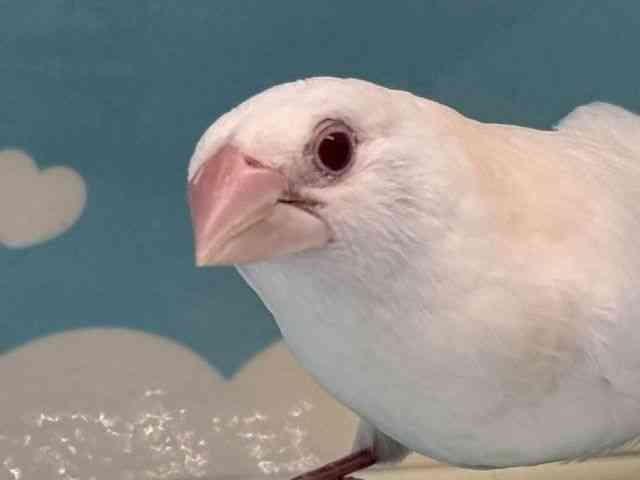 
                    ジュウシマツ