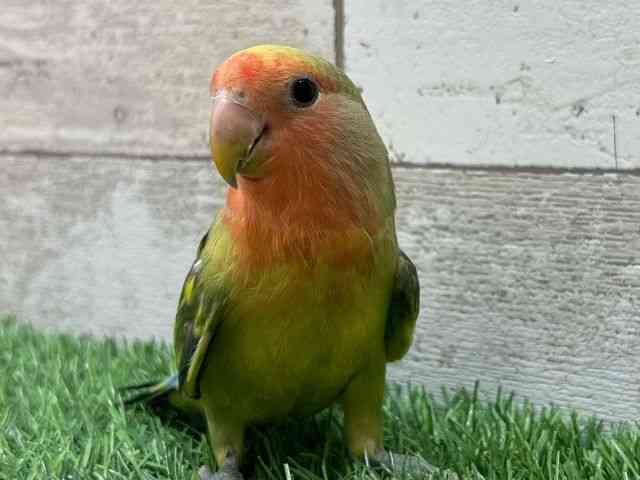 
                    コザクラインコ