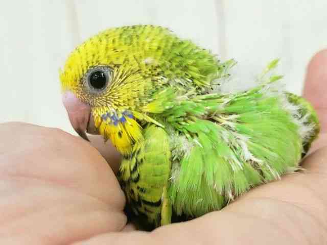
                    セキセイインコ