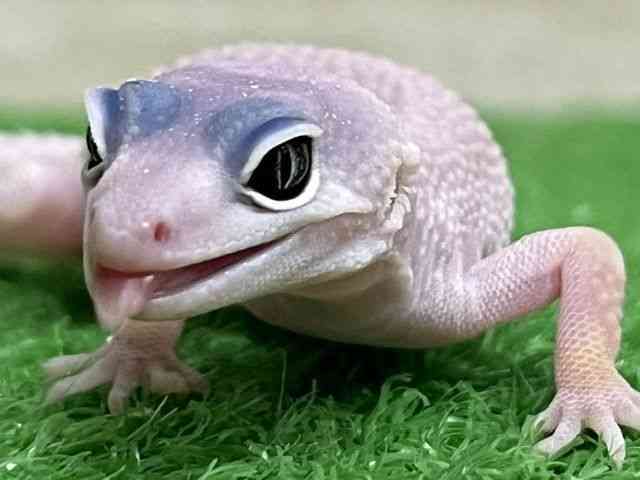 ヒョウモントカゲモドキ
