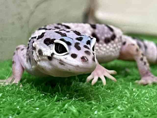 ヒョウモントカゲモドキ