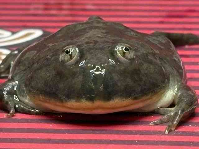 バジェットガエル