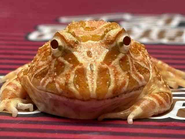 クランウェルツノガエル