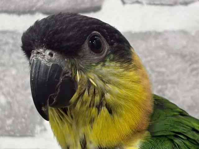 
                    ズグロシロハラインコ