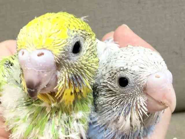 
                    セキセイインコ