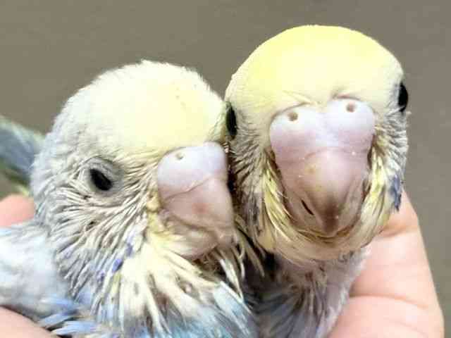 
                    セキセイインコ