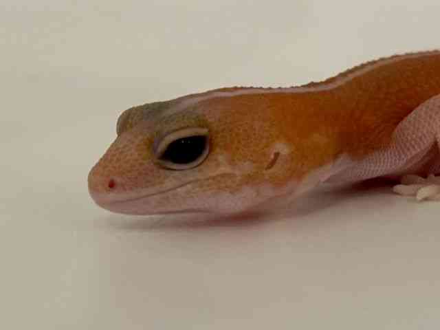 ニシアフリカトカゲモドキ