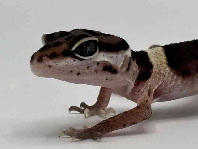 ヒョウモントカゲモドキ