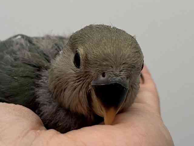 
                    コザクラインコ
