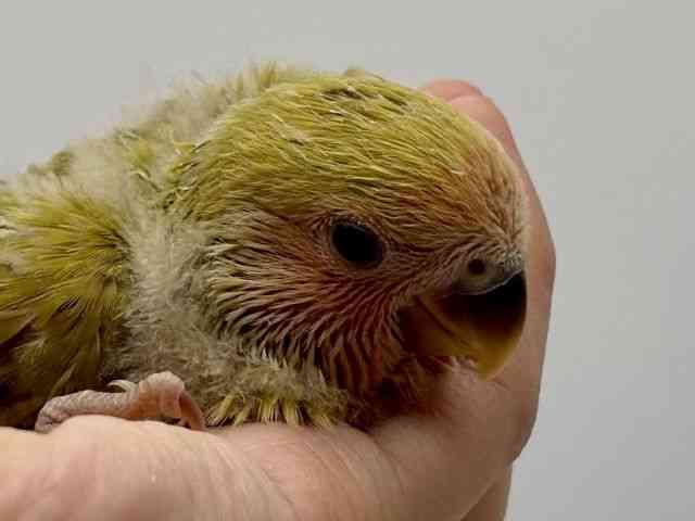 
                    コザクラインコ