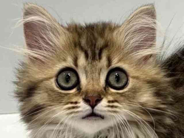 pet image