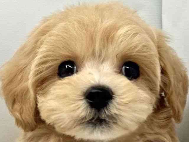 大阪府のハーフ犬・ミックス犬 (ひごペットフレンドリー東淀川店/2026年6月6日生まれ/男の子/クリーム)の子犬の1枚目の画像
