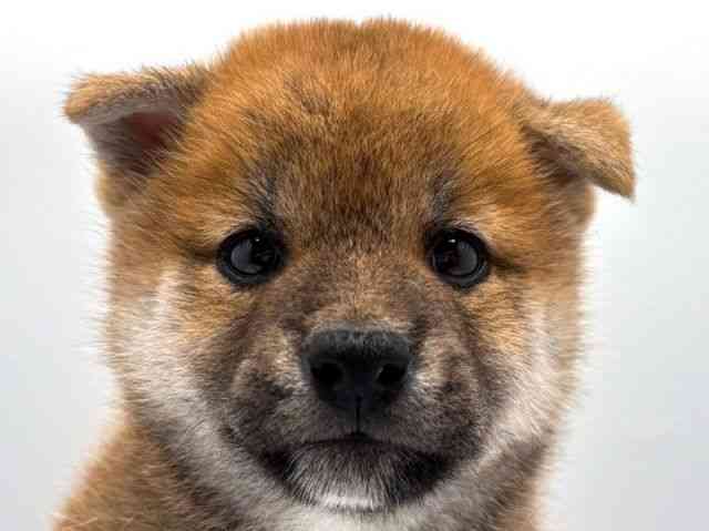 奈良県の柴犬(標準サイズ) (ひごペットフレンドリー田原本店/2026年6月7日生まれ/男の子/赤)の子犬の1枚目の画像