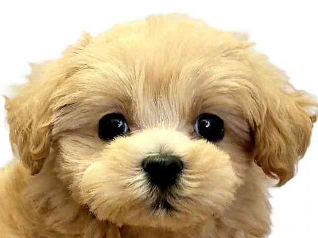 愛媛県のハーフ犬・ミックス犬 (ひごペットフレンドリーエミフルMASAKI店/2026年6月6日生まれ/女の子/クリーム)の子犬の1枚目の画像