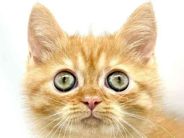 pet image