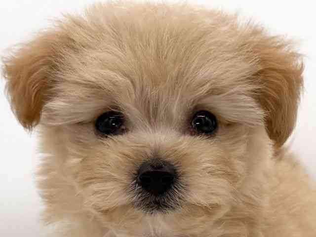 大阪府のハーフ犬・ミックス犬 (ひごペットフレンドリーイオンそよら海老江店/2026年6月6日生まれ/男の子/フォーン)の子犬の1枚目の画像