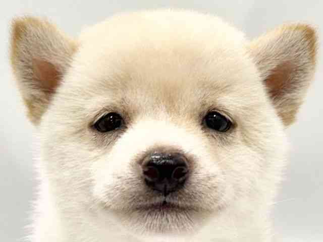 柴犬