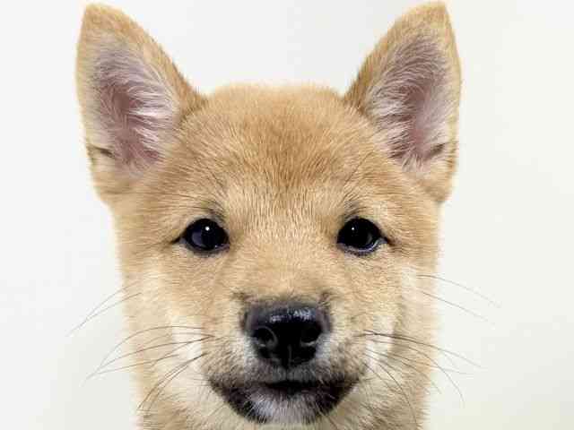 京都府の柴犬(標準サイズ) (ひごペットフレンドリーイズミヤショッピングセンター八幡店/2026年6月3日生まれ/女の子/赤)の子犬の1枚目の画像