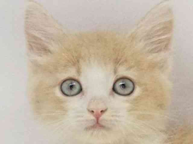 ノルウェージャンフォレストキャット
