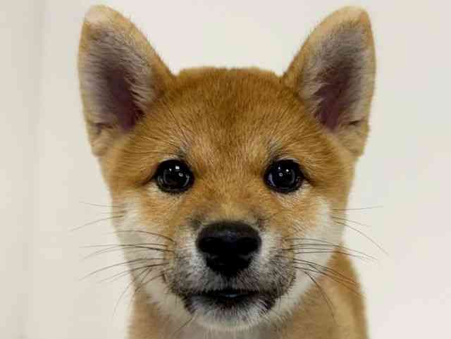 愛知県の柴犬(標準サイズ) (ひごペットフレンドリーイトーヨーカドー知多店/2026年6月8日生まれ/男の子/赤)の子犬の1枚目の画像