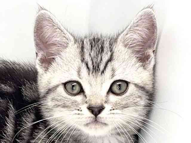 pet image