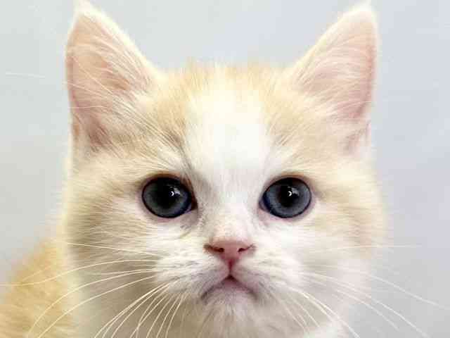 pet image
