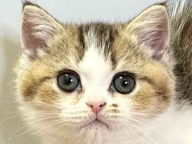 pet image