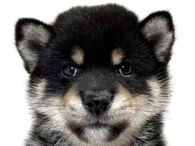 柴犬
