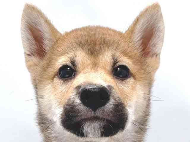 大阪府の柴犬(標準サイズ) (ひごペットフレンドリー堺プラットプラット店/2026年6月14日生まれ/男の子/赤)の子犬の1枚目の画像