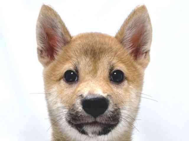 大阪府の柴犬(標準サイズ) (ひごペットフレンドリー堺プラットプラット店/2026年6月14日生まれ/男の子/赤)の子犬の1枚目の画像