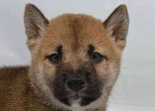 鳥取県の柴犬(標準サイズ) (ひごペットフレンドリーイオンモール鳥取北店/2026年6月14日生まれ/女の子/赤)の子犬の1枚目の画像