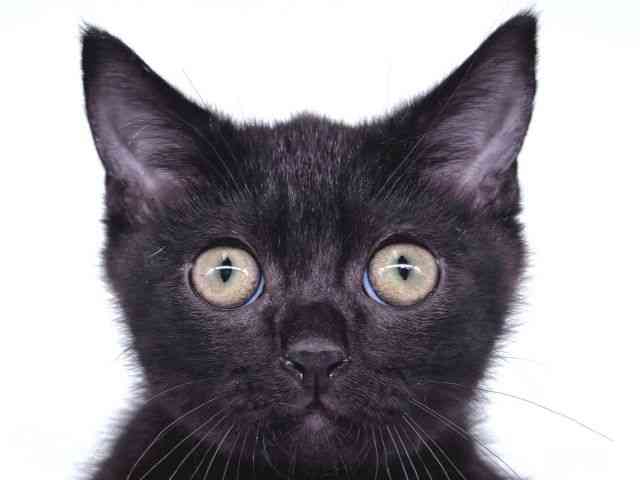 pet image