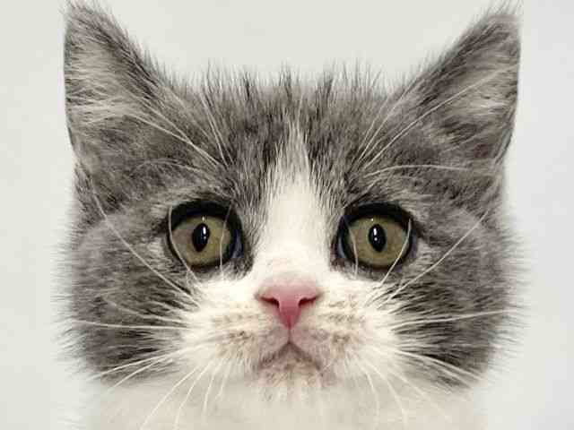 pet image