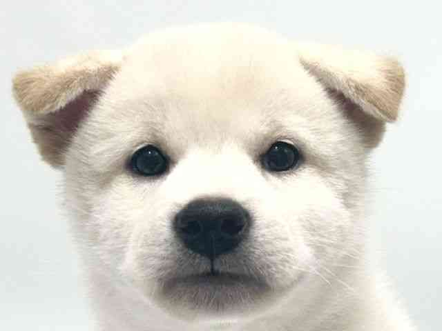 愛知県の柴犬(標準サイズ) (ひごペットフレンドリーヴィアモール アピタ江南西店/2026年6月10日生まれ/男の子/白)の子犬の1枚目の画像