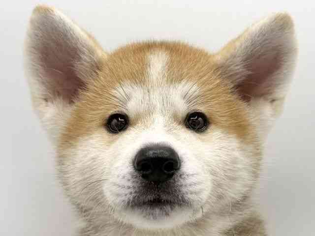 秋田犬