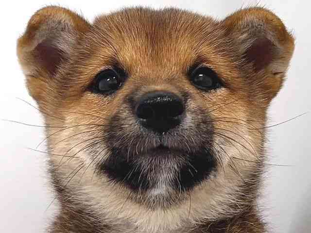 奈良県の柴犬(標準サイズ) (ひごペットフレンドリー奈良パワーシティ店/2026年6月15日生まれ/男の子/赤)の子犬の1枚目の画像